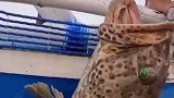 豪横的巨型石斑鱼，一个人都拉不上来，跨年大餐靠它压轴了