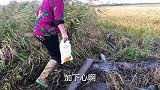 女儿心疼老爸干农活，倔强老爸10头牛拉不回来，谁赢了