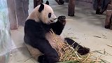 大熊猫吃饭￼