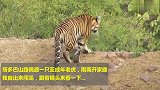 山路遇上一只老虎，躺在路中间休息，有谁敢驱赶