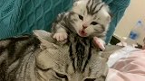 宝宝在猫妈妈头上趴着，猫妈妈一脸的无奈