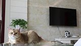 养猫的日常，这猫怎么又勾引我