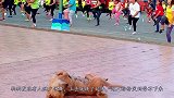 狗狗发现有人跳广场舞，上去就跳了起来，路人纷纷笑到停不下来