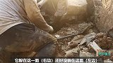 赶海抓到顶级黄油蟹？太珍贵了渔夫舍不得吃，全剥了给女儿补身体
