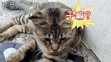 没事就喜欢嚯嚯我们家凶猛的狸花猫