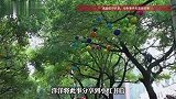 “看见树很疼！”男子为一棵树拨打12345，引百万网友围观