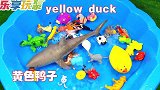 乐享动物乐园带你认识长相苍老的海象和寄居蟹