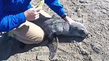 志愿者正在放生海豹，进行到一半时，意外的事情发生了