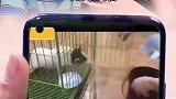 如果你们有了女儿，但是这个小棉袄漏风了你会怎么办
