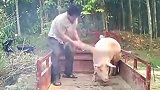 一头猪，如果一辈子不宰能够长多大个猪圈都装不下！