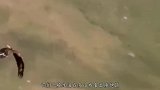 展翅2米的猎鹰，捕抓山羊，结果两败俱伤！做鹰不可以太贪心！