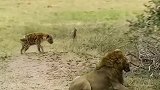 鬣狗被雄狮咬住同伴勇敢援救！