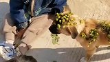 一个愿打一个愿挨