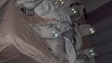 我住在猫窝里