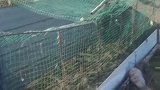 宁夏一男子养殖的兔子一夜间全部死亡，脖颈上全是血窟窿，“真凶”仍未找到。