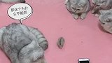 一只疯猫生了四个傻猫