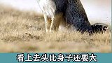 你以为我是来搞笑的吗，我天生就长这样，真不是面瘫和嘲讽你们