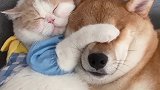 没少亲亲吧，长得差不多吧动物图鉴 柴犬
