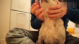 铲屎官给巴哥犬涂药,巴哥犬满脸写着拒绝,这小表情太搞笑了!