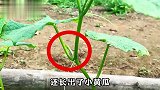 种植黄瓜的好方法，这样种出来的黄瓜比手臂粗，一株苗收获十几斤