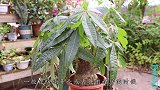 发财树买回来不懂养？教你这几招，从不黄叶烂根