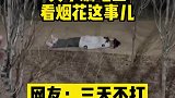 关于躺在地上看烟花这件事，三天不打，上房揭瓦