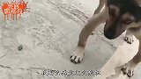 爆笑：狗子你到底咋地了，怎么出个门就这样了