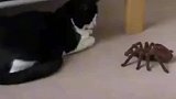 小猫咪大战蜘蛛，猜猜最后谁赢了