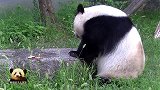 熊猫旦旦吃几片苹果补充一下能量，乖巧吃相简直不要太萌