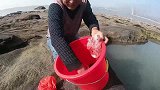 天然深坑洒下猪血诱饵，海边大货全被引进坑底，抽干后抓嗨了