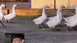 一群鸭子从街边走过，发现一个踢正步的显眼包！