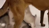 二哈：马犬母爱泛滥，小二哈有奶便是娘，一个愿打一个愿挨