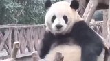 挠痒痒停不下来的熊猫，真是太搞笑了