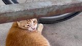 严重怀疑是碰瓷，想讹我猫粮没门