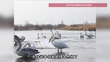 “鹅鹅鹅”个不停，天鹅在湖边吵起来了？游客：太热闹了