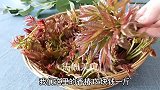 香椿别再用来炒鸡蛋了，大厨教你特色做法，鲜香脆嫩，味道超棒