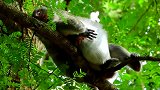 怀孕了使猴子很累，它就躺在树枝上休息