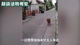 狗子在外玩耍彻夜未归，主人拿着棍子在门口等待，狗子的举动太逗了