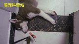 哈士奇睡着后，铲屎官用火腿肠引诱都弄不醒，网友：这二哈不纯！