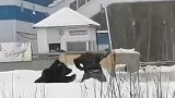 俄罗斯：一只私人圈养的熊从笼子逃出，街头追赶一名男子