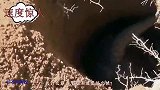 穿山甲的挖洞速度有多快摄影师把将镜头拉近，对得起它的名字