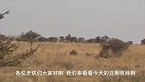 狮子群进攻斑马，斑马不幸被偷袭，可怜的斑马没有同伴帮助！