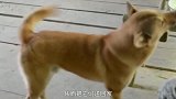 城里的宠物狗经常走失,农民养的土狗为何很少走丢？原因很简单