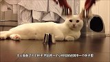 猫咪走上时装秀，教模特如何走真正的t台，镜头记录全过程
