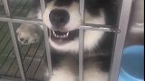 狗子主人别打扰我，我在发电报呢
