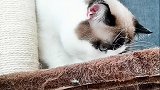 有没有换的 星探家 猫 吸猫 猫咪