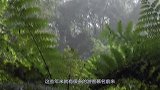 乐山大佛胸口发现“暗门”，专家赶到后，发现佛像的“秘密”