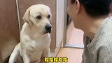 主人突然犯二，对狗子傻笑，狗子一脸无辜的表情！