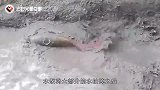 水沟深夜传出怪声，村民将水抽干后，一只“巨型水怪”蹦了出来
