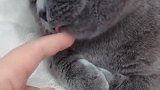猫：我来帮主人洗下手指，主人的手指太脏了！